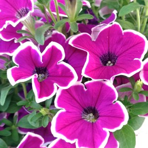 magenta halo